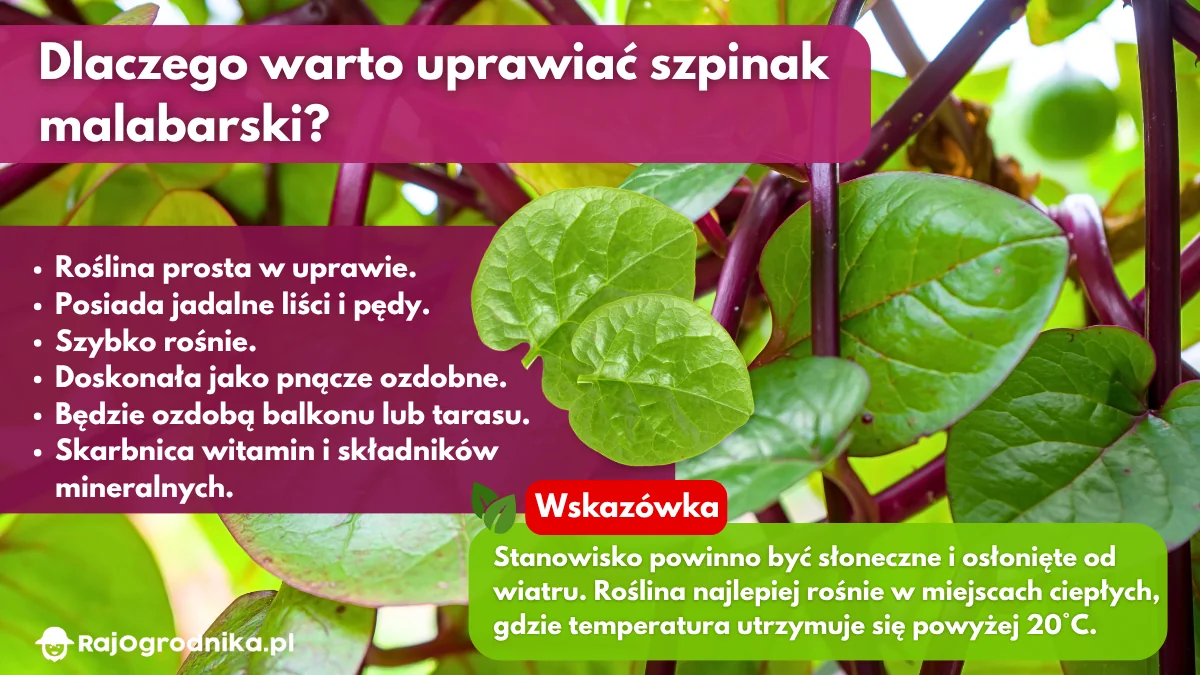 Dlaczego-warto-uprawiać-szpinak-malabarski-w-ogrodzie-blog-sklep-rajogrodnika